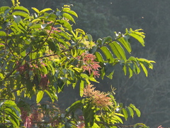 Terminalia myriocarpa, photograph (c) Sagnik Dutta Roy, some rights reserved (CC BY)