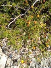 Vachellia aroma