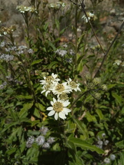 Verbesina boliviana