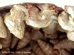 Cerithidea rhizophorarum