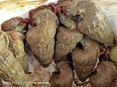 Cerithidea rhizophorarum