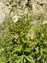 Verbesina boliviana