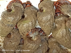 Cerithidea rhizophorarum