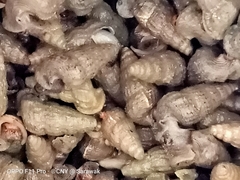 Cerithidea rhizophorarum