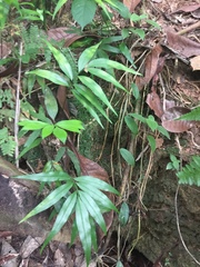 Taenitis blechnoides