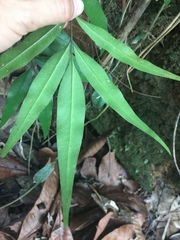 Taenitis blechnoides