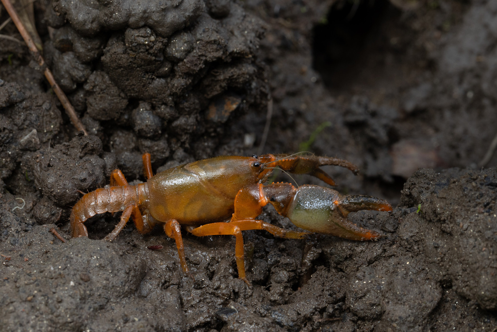 Engaeus victoriensis