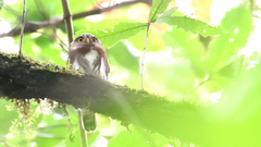 Glaucidium sanchezi