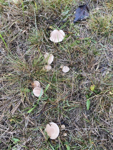 Collybia rivulosa — (c) Zoltán Nagy, some rights reserved (CC BY)