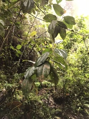 Meriania macrophylla