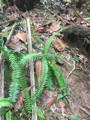 Asplenium longissimum