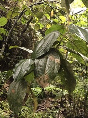 Meriania macrophylla