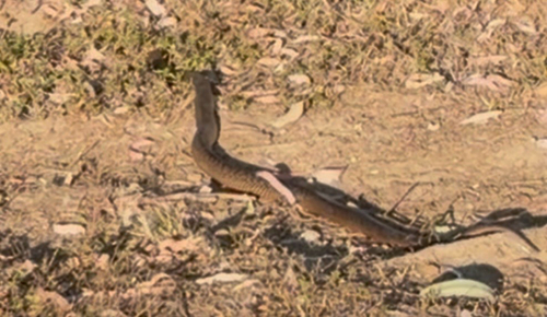 Eastern Brown Snake sighting