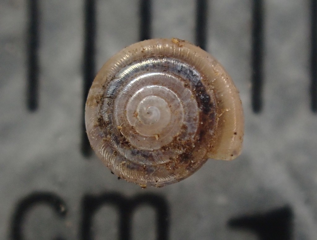 Gem Supercoil Snail