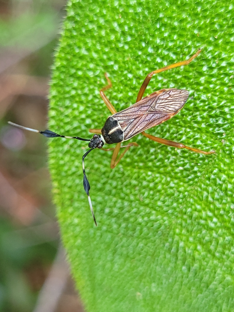 Tarpeius egeri