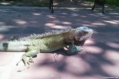 Iguana iguana