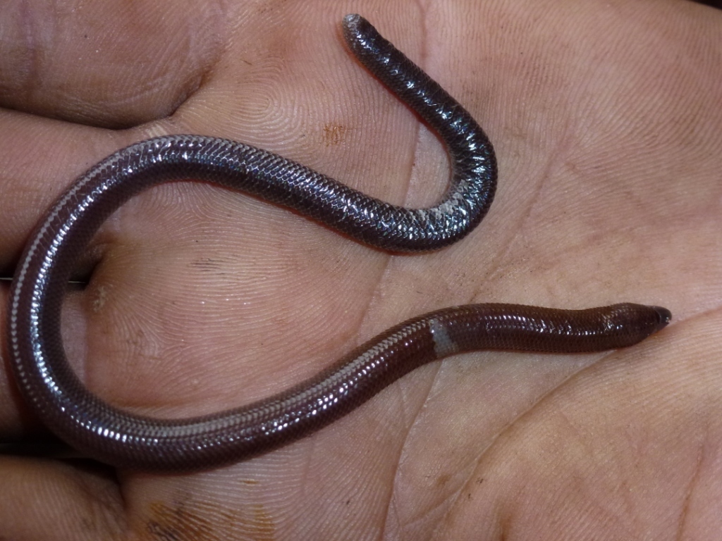 Manado Tua Blind Skink