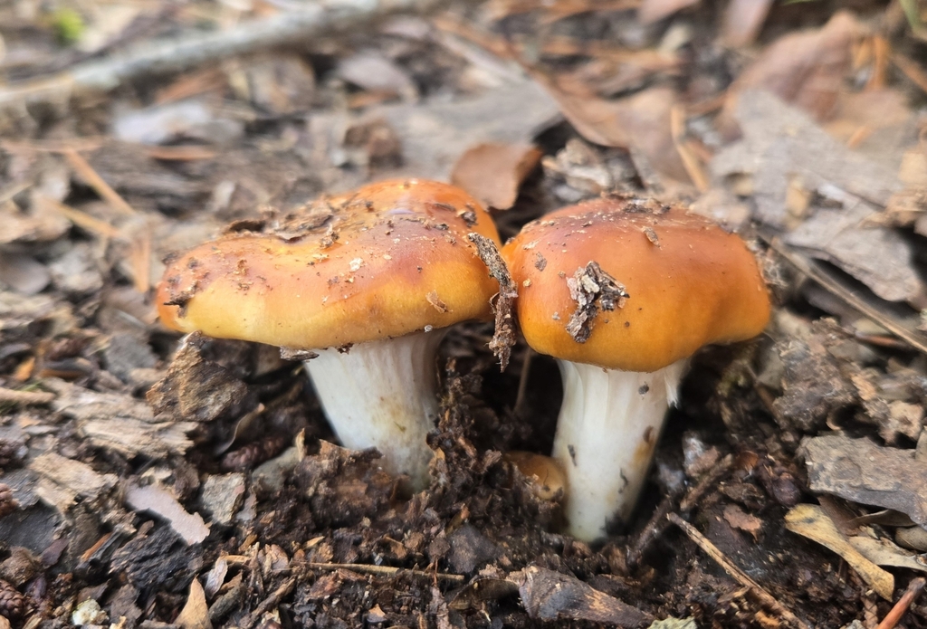 Cortinarius mucosus · December 2025 · photo: © benfungi (iNaturalist, cc-by)