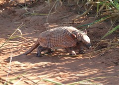 Euphractus sexcinctus