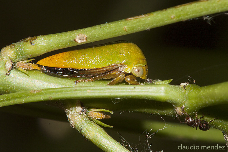 Stictopelta indeterminata