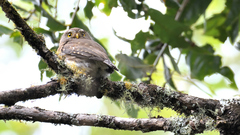 Glaucidium sanchezi