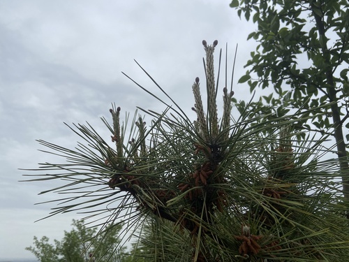 Masson's pine