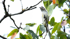 Vireo leucophrys