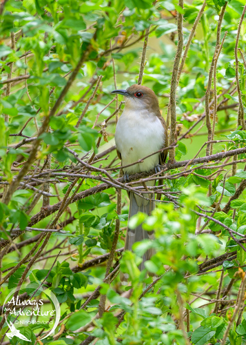 Zwartsnavelkoekoek (Coccyzus erythropthalmus)