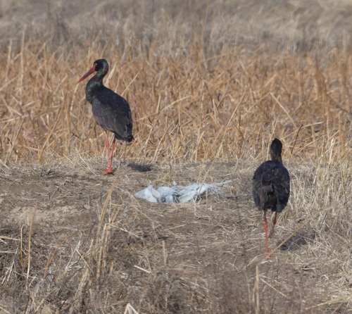 Black Stork