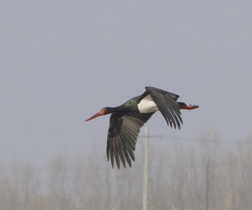 Black Stork