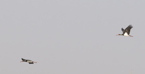 Black Stork