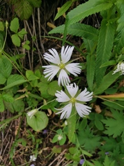 Stellaria radians
