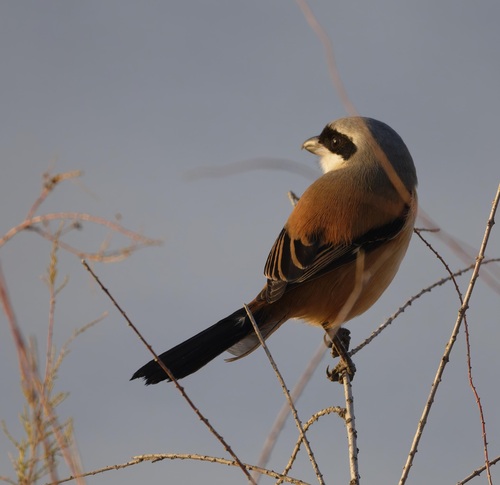 Long-tailed Shrike