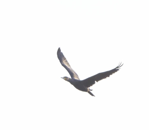 Great Cormorant