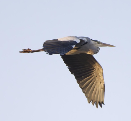 Grey Heron