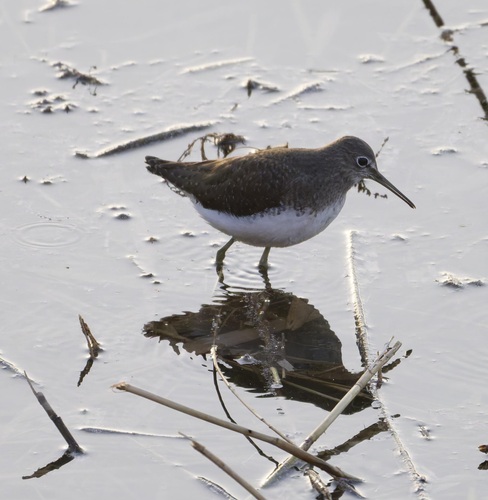 Green Sandpiper