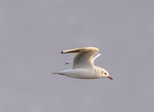 Black-headed Gull