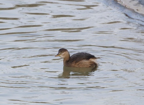 Little Grebe