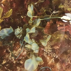 Dictyopteris undulata