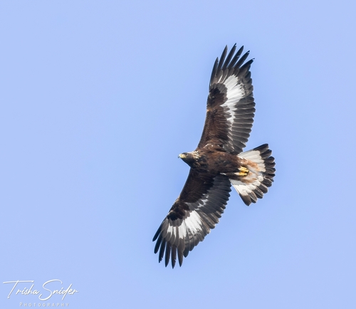 Golden Eagle, photo 3 of 9