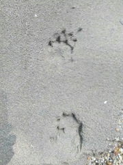 Lontra longicaudis