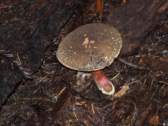 Xerocomellus mendocinensis