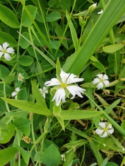 Stellaria radians