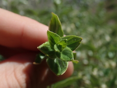 Viviania ovata