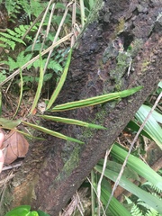 Taenitis blechnoides