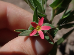 Collomia biflora