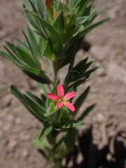 Collomia biflora