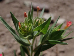 Collomia biflora