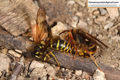 Vespula koreensis