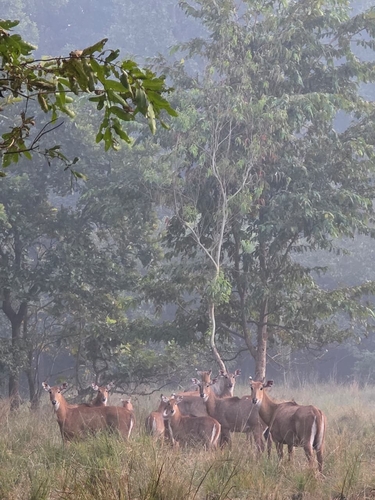Nilgai